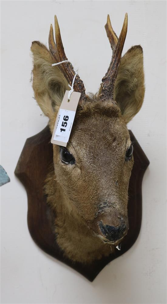 Two taxidermic mounted deer heads